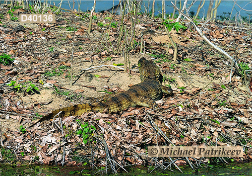 Broad-snouted Caiman (Caiman latirostris)